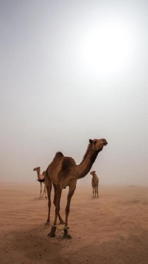 Wadirum Zeid Camp&Tours Wadi Rum Ngoại thất bức ảnh